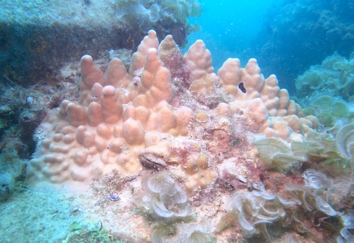 Kuwait Dive Team reports thriving coral growth in Jaber Marine Reserve